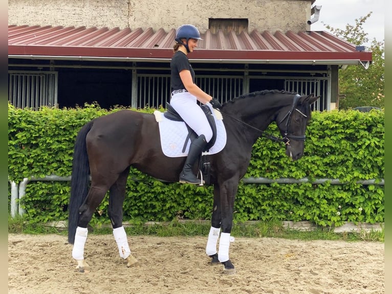 Sportivo Tedesco / Sportivo della Germania Giumenta 8 Anni 168 cm Morello in Neustadt in Sachsen