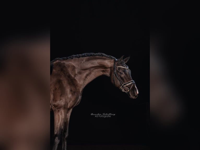 Sportivo Tedesco / Sportivo della Germania Giumenta 8 Anni 168 cm Morello in HerrenbergHerrenberg