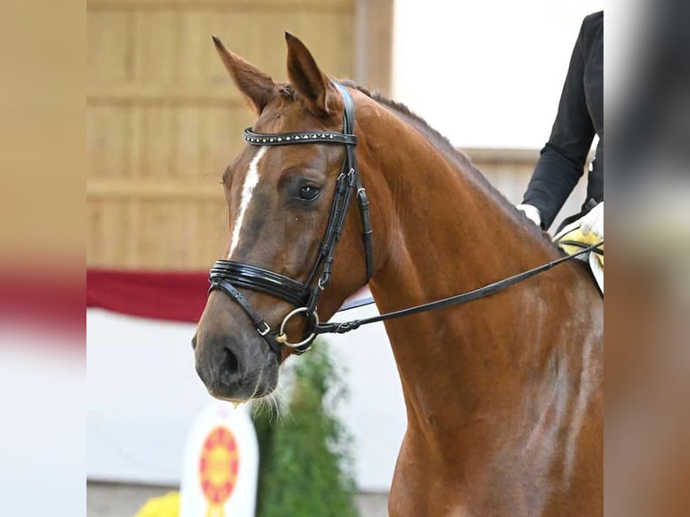 Sportivo Tedesco / Sportivo della Germania Giumenta 8 Anni 168 cm Sauro scuro in Bad Schussenried