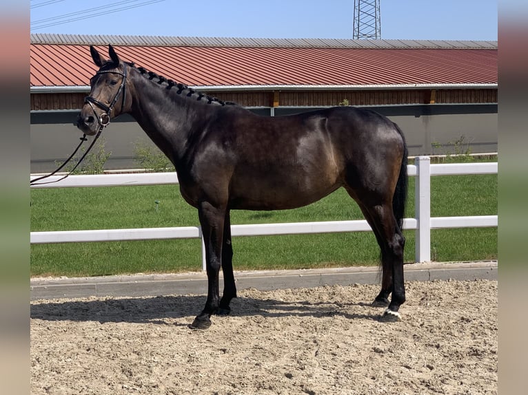 Sportivo Tedesco / Sportivo della Germania Giumenta 8 Anni 169 cm Baio in Wernau