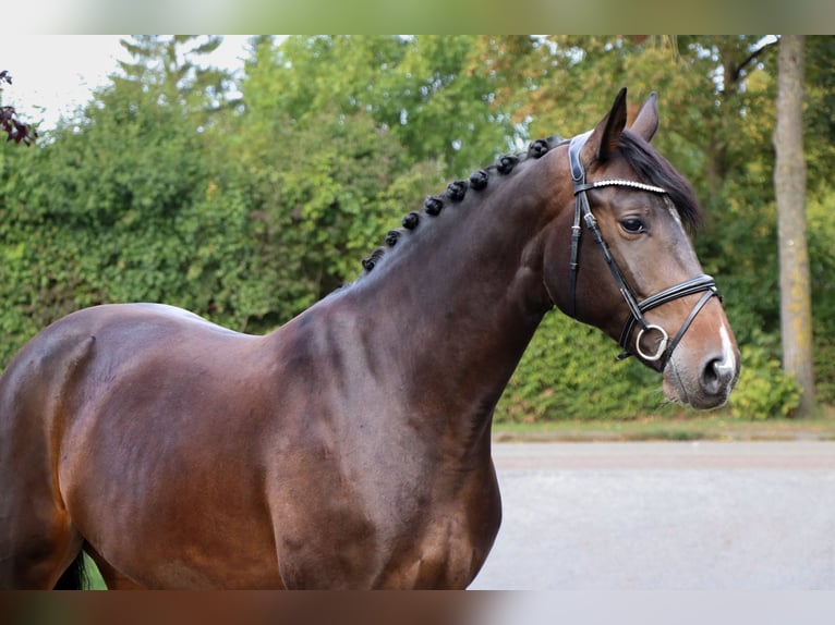 Sportivo Tedesco / Sportivo della Germania Giumenta 8 Anni 170 cm  in Schwäbisch Hall