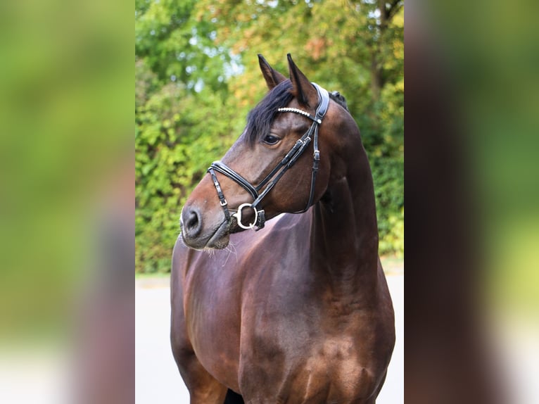 Sportivo Tedesco / Sportivo della Germania Giumenta 8 Anni 170 cm  in Schwäbisch Hall
