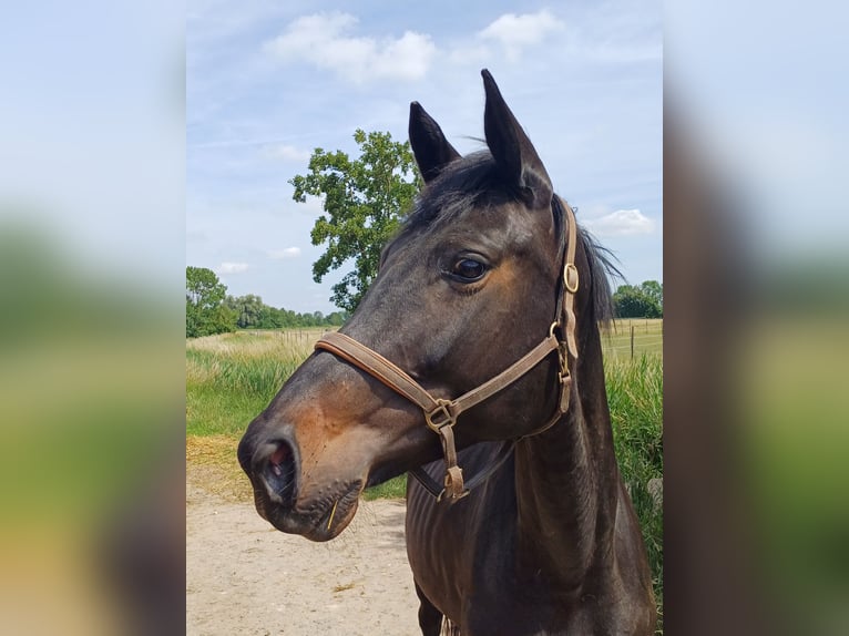 Sportivo Tedesco / Sportivo della Germania Giumenta 8 Anni 171 cm Baio scuro in Worms Sportivo Tedesco / Sportivo della Germania Giumenta 8 Anni 171 cm Baio scuro in Worms