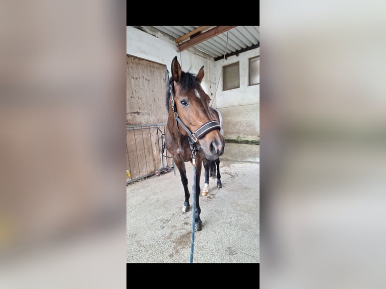 Sportivo Tedesco / Sportivo della Germania Giumenta 8 Anni 172 cm Baio in Linz