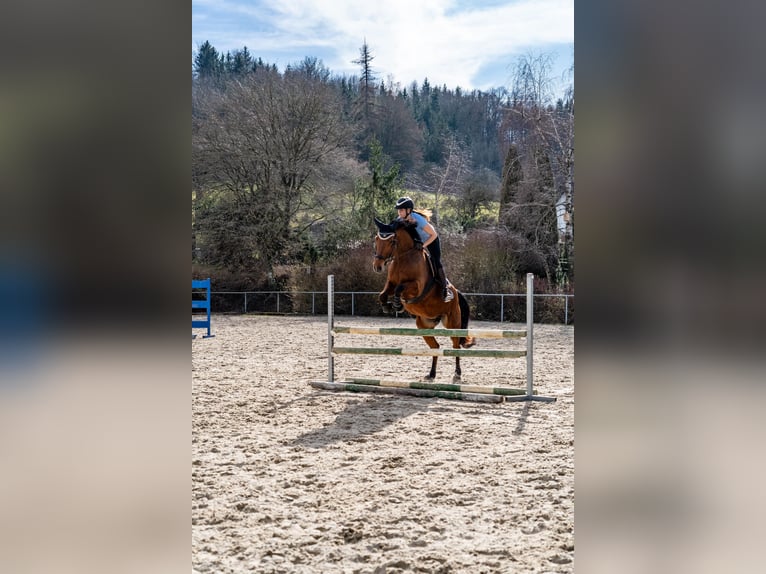 Sportivo Tedesco / Sportivo della Germania Giumenta 8 Anni 172 cm Baio in Rosengarten
