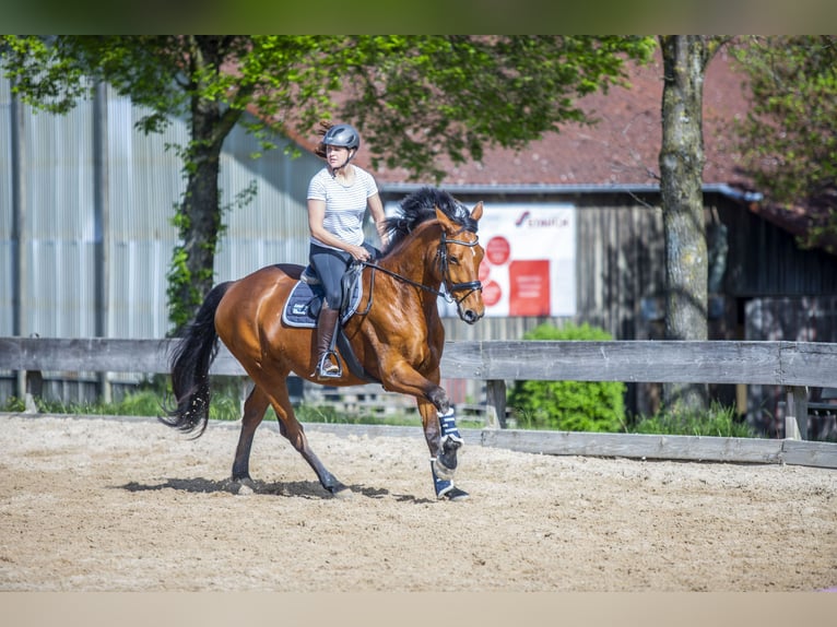 Sportivo Tedesco / Sportivo della Germania Giumenta 8 Anni 172 cm Baio in Rosengarten