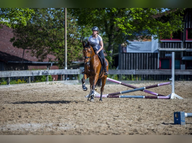 Sportivo Tedesco / Sportivo della Germania Giumenta 8 Anni 172 cm Baio in Rosengarten
