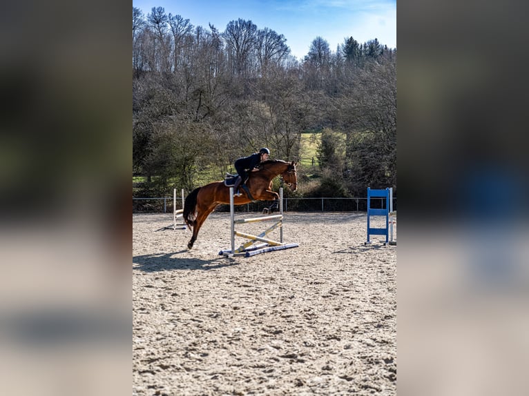 Sportivo Tedesco / Sportivo della Germania Giumenta 8 Anni 172 cm Baio in Rosengarten