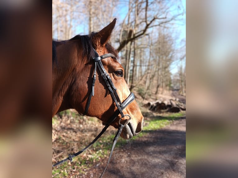 Sportivo Tedesco / Sportivo della Germania Giumenta 8 Anni 172 cm Baio in Rosengarten