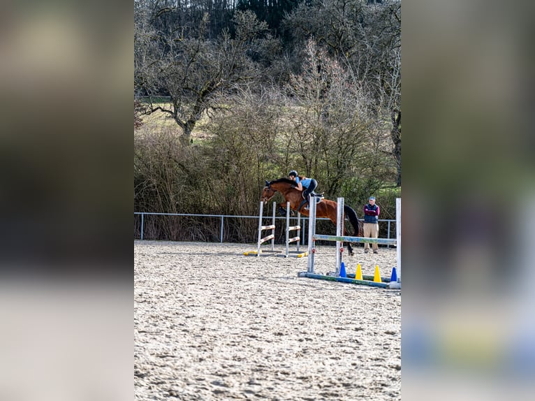 Sportivo Tedesco / Sportivo della Germania Giumenta 8 Anni 172 cm Baio in Rosengarten