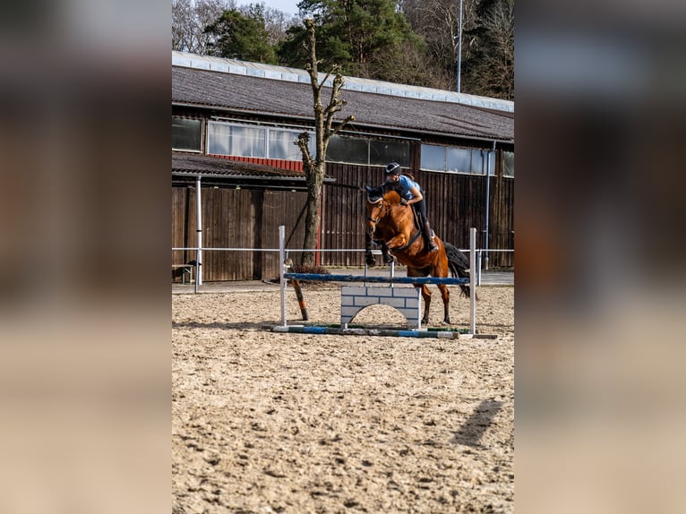Sportivo Tedesco / Sportivo della Germania Giumenta 8 Anni 172 cm Baio in Rosengarten
