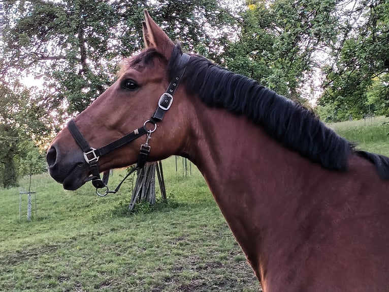 Sportivo Tedesco / Sportivo della Germania Giumenta 8 Anni 172 cm Baio in Rosengarten