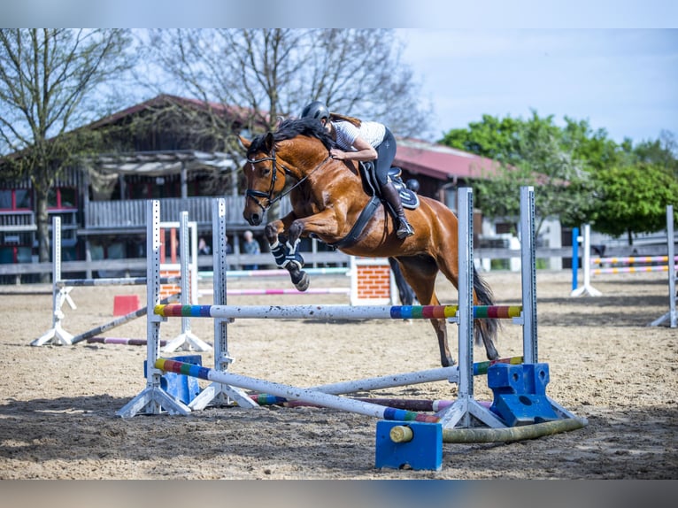 Sportivo Tedesco / Sportivo della Germania Giumenta 8 Anni 172 cm Baio in Rosengarten
