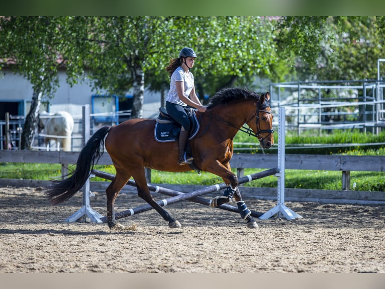Sportivo Tedesco / Sportivo della Germania Giumenta 8 Anni 172 cm Baio in Rosengarten