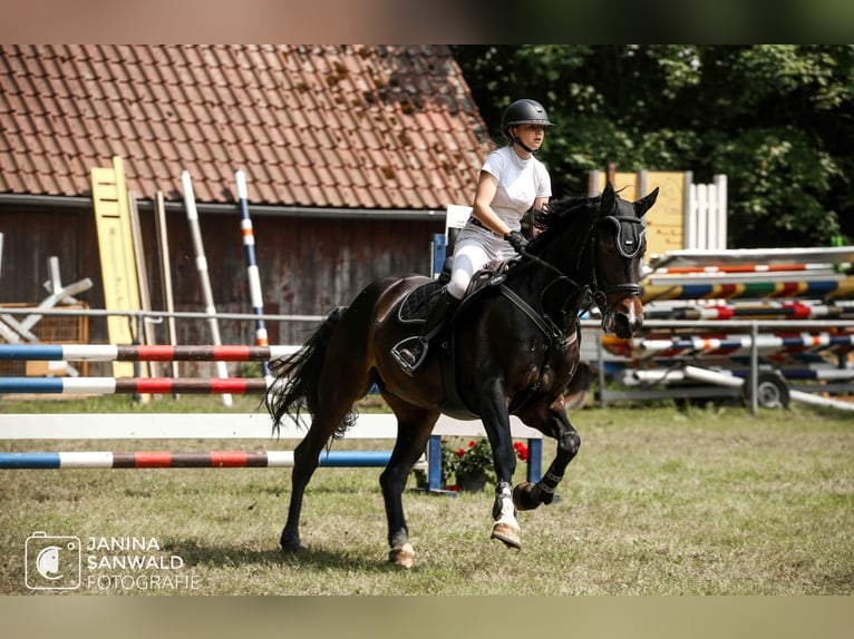 Sportivo Tedesco / Sportivo della Germania Giumenta 8 Anni 172 cm Baio nero in Memmingen