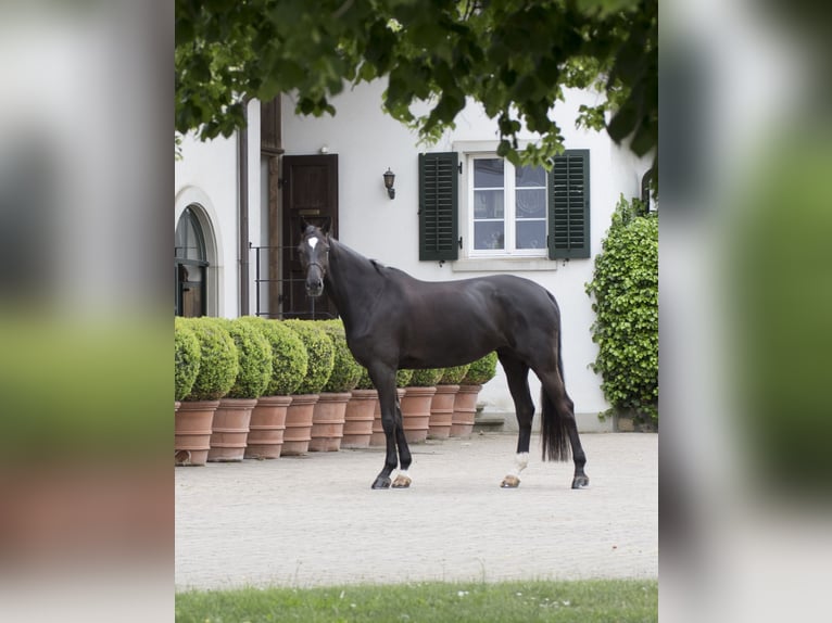 Sportivo Tedesco / Sportivo della Germania Giumenta 8 Anni 172 cm Baio scuro in Edewecht