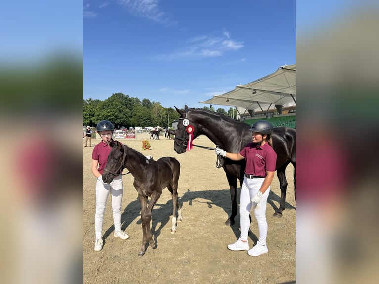 Sportivo Tedesco / Sportivo della Germania Giumenta 8 Anni 172 cm Morello in 04860 Graditz