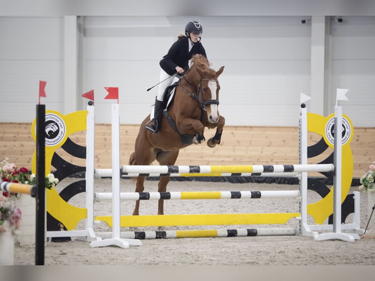 Sportivo Tedesco / Sportivo della Germania Giumenta 8 Anni 172 cm Sauro scuro in Helvécia