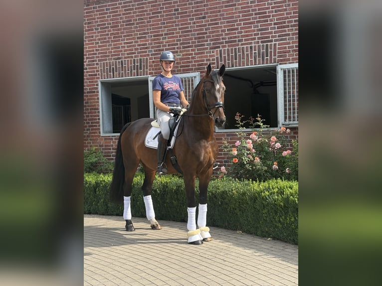 Sportivo Tedesco / Sportivo della Germania Giumenta 8 Anni 173 cm Baio in Saerbeck