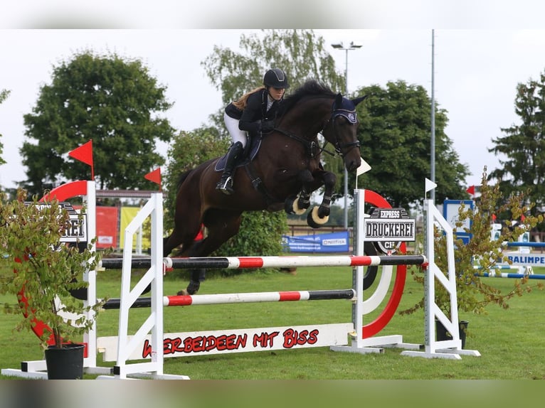 Sportivo Tedesco / Sportivo della Germania Giumenta 8 Anni 174 cm Baio scuro in Biel-Benken BL