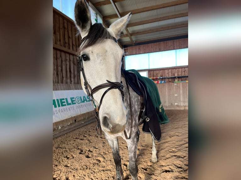 Sportivo Tedesco / Sportivo della Germania Giumenta 8 Anni 175 cm Grigio in Leipzig