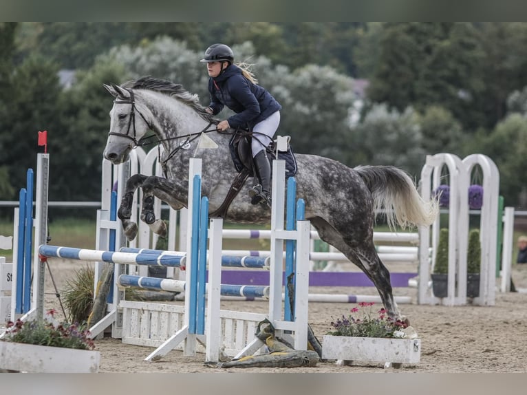 Sportivo Tedesco / Sportivo della Germania Giumenta 8 Anni 175 cm Grigio in Leipzig