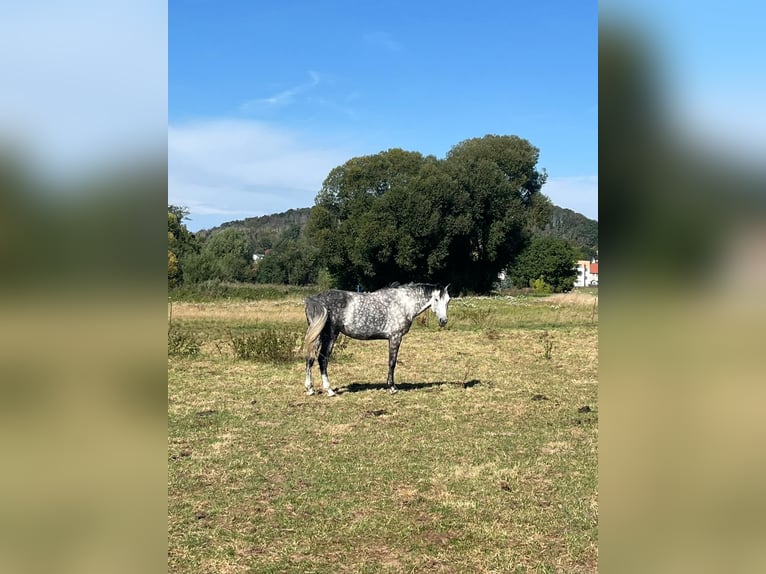 Sportivo Tedesco / Sportivo della Germania Giumenta 8 Anni 175 cm Grigio in Leipzig