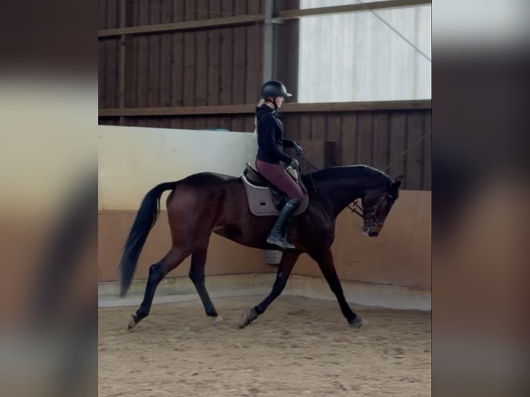 Sportivo Tedesco / Sportivo della Germania Giumenta 8 Anni 176 cm Baio in Grimma