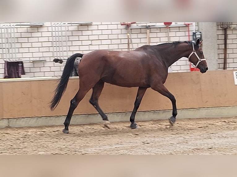 Sportivo Tedesco / Sportivo della Germania Giumenta 8 Anni 176 cm Baio in Grimma