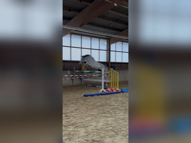 Sportivo Tedesco / Sportivo della Germania Giumenta 8 Anni 178 cm Grigio in Volkenschwand