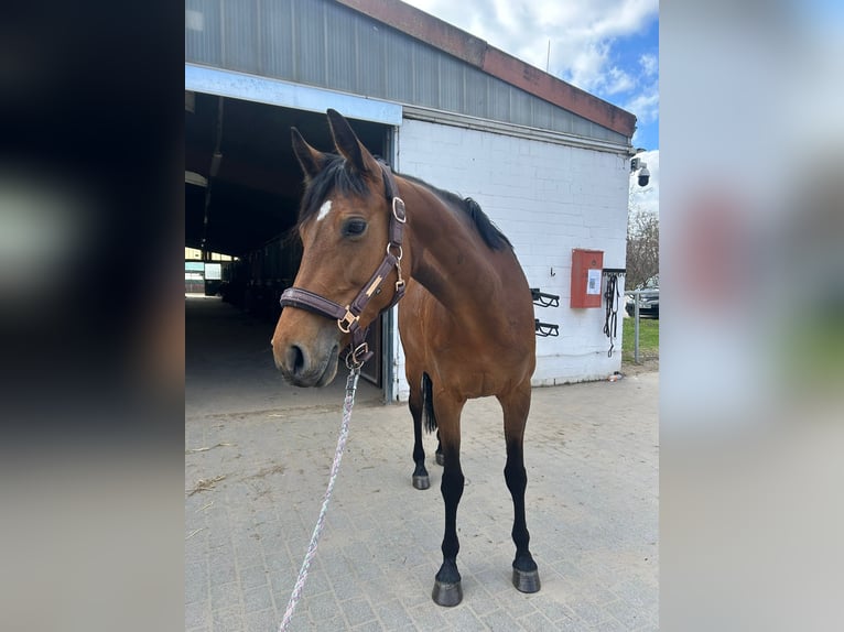 Sportivo Tedesco / Sportivo della Germania Giumenta 9 Anni 160 cm Baio in Stahnsdorf