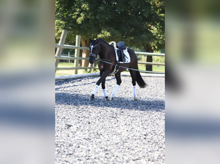 Sportivo Tedesco / Sportivo della Germania Giumenta 9 Anni 163 cm Baio in Fürstenzell