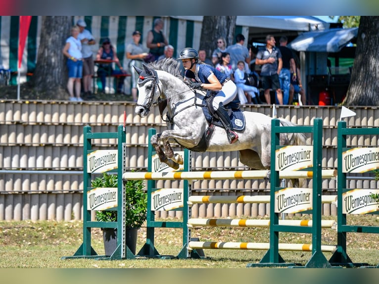 Sportivo Tedesco / Sportivo della Germania Giumenta 9 Anni 164 cm Grigio in Königswartha