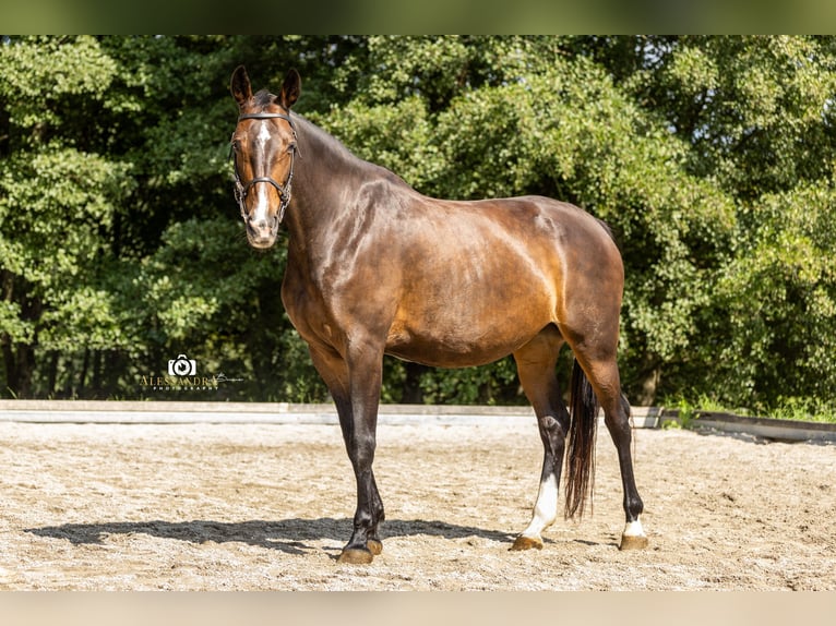 Sportivo Tedesco / Sportivo della Germania Giumenta 9 Anni 165 cm Baio in Bad Feilnbach
