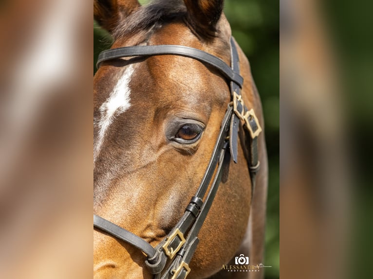 Sportivo Tedesco / Sportivo della Germania Giumenta 9 Anni 165 cm Baio in Bad Feilnbach