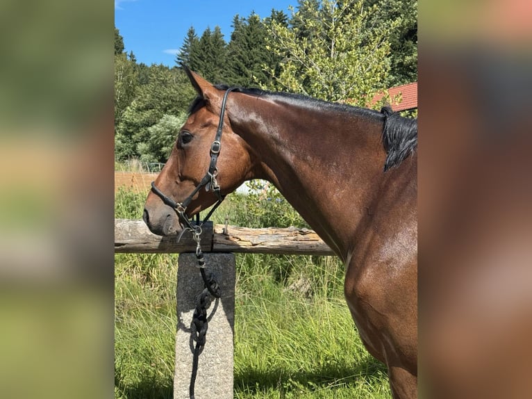 Sportivo Tedesco / Sportivo della Germania Giumenta 9 Anni 165 cm Baio in Windischeschenbach