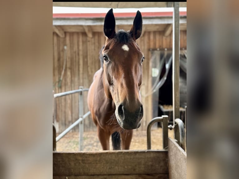 Sportivo Tedesco / Sportivo della Germania Giumenta 9 Anni 165 cm Baio in Windischeschenbach