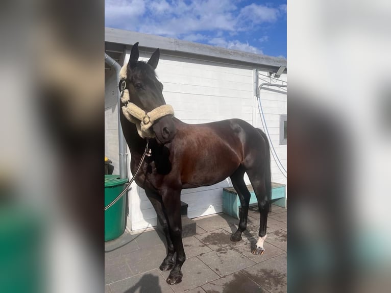 Sportivo Tedesco / Sportivo della Germania Giumenta 9 Anni 166 cm Baio nero in Gütersloh