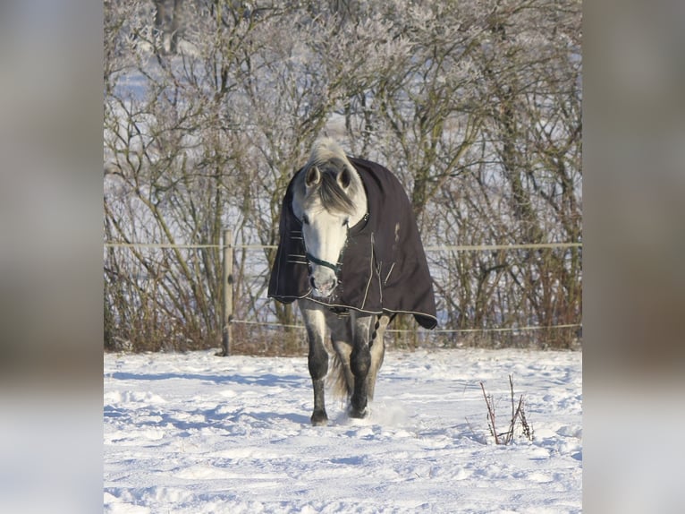 Sportivo Tedesco / Sportivo della Germania Giumenta 9 Anni 166 cm Grigio in Benzweiler