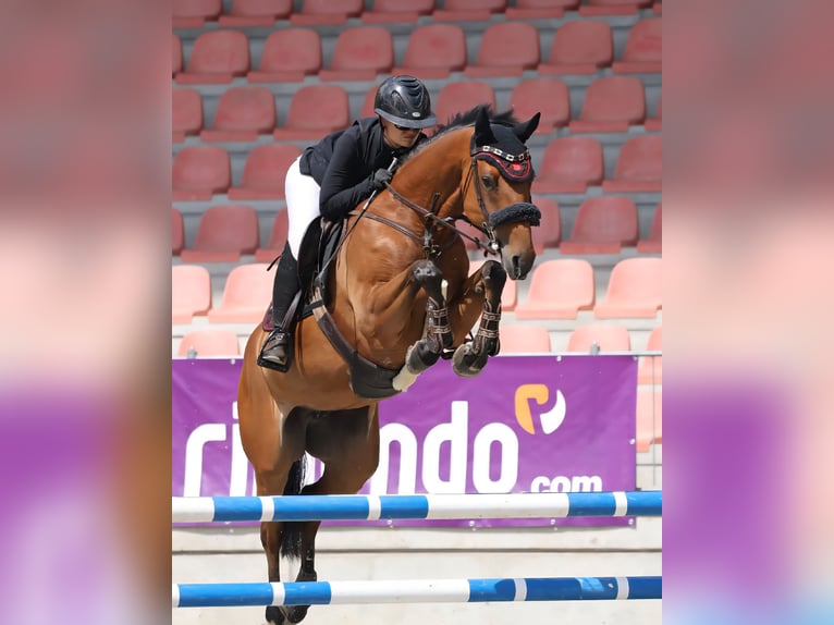 Sportivo Tedesco / Sportivo della Germania Giumenta 9 Anni 168 cm Baio in Pausin