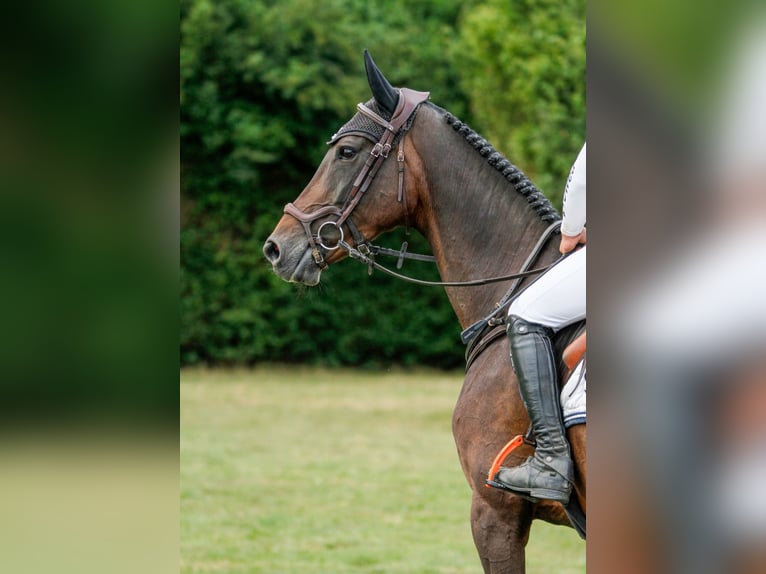 Sportivo Tedesco / Sportivo della Germania Giumenta 9 Anni 168 cm Baio nero in Lübeck