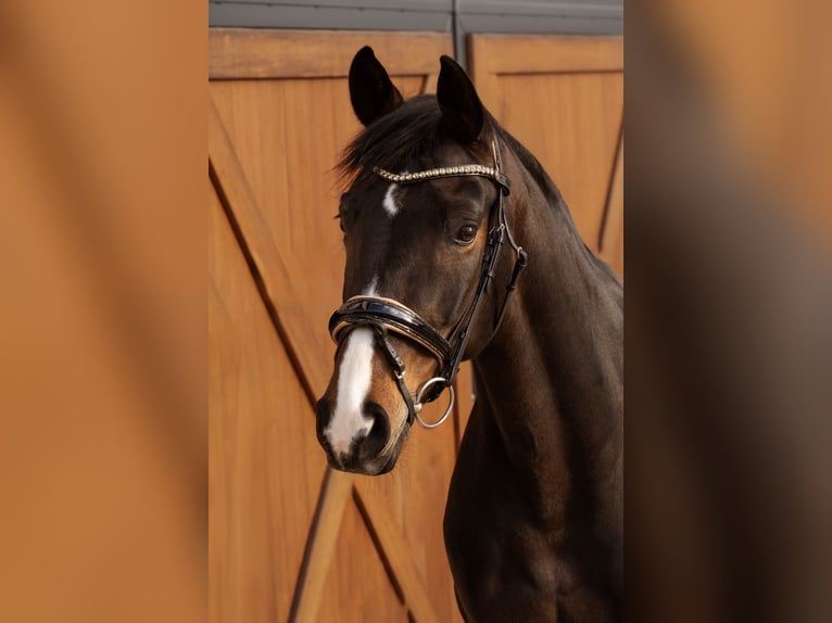 Sportivo Tedesco / Sportivo della Germania Giumenta 9 Anni 168 cm Baio scuro in Hülben