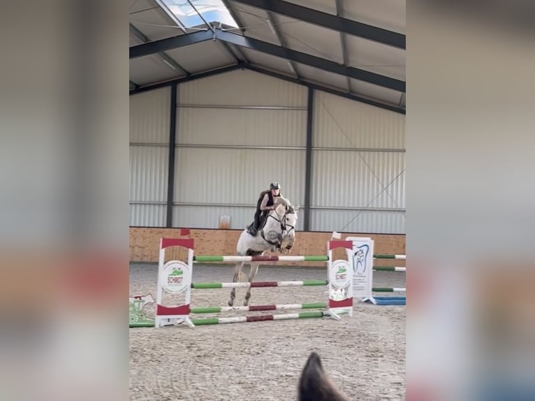 Sportivo Tedesco / Sportivo della Germania Giumenta 9 Anni 168 cm Grigio in Einbeck
