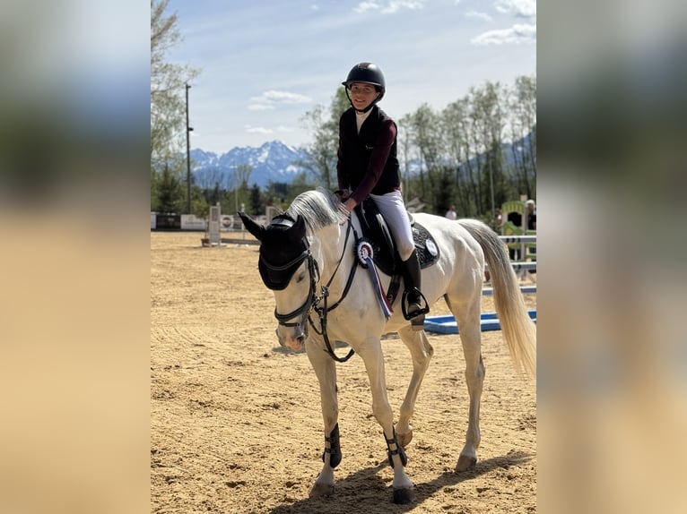 Sportivo Tedesco / Sportivo della Germania Giumenta 9 Anni 168 cm Grigio in Salzburg