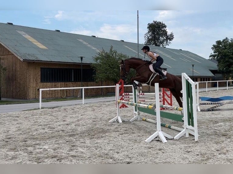 Sportivo Tedesco / Sportivo della Germania Giumenta 9 Anni 168 cm Sauro scuro in Freilassing