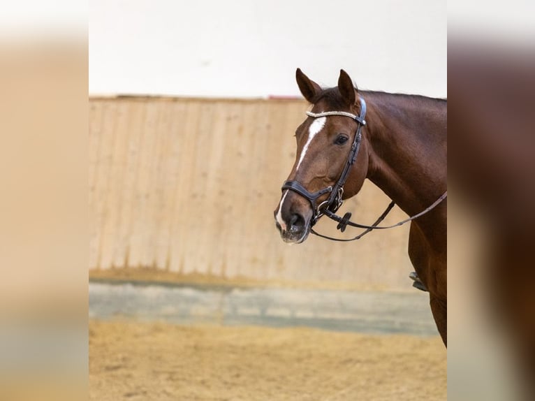 Sportivo Tedesco / Sportivo della Germania Giumenta 9 Anni 168 cm Sauro scuro in Freilassing