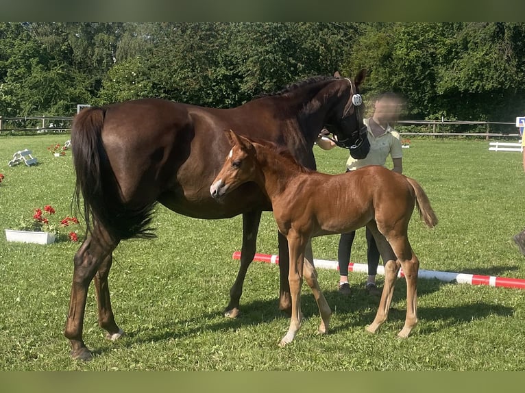 Sportivo Tedesco / Sportivo della Germania Giumenta 9 Anni 168 cm Sauro scuro in Steinheim