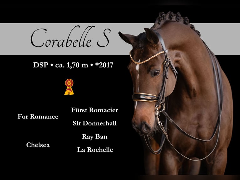 Sportivo Tedesco / Sportivo della Germania Giumenta 9 Anni 169 cm Baio scuro in Wehringen