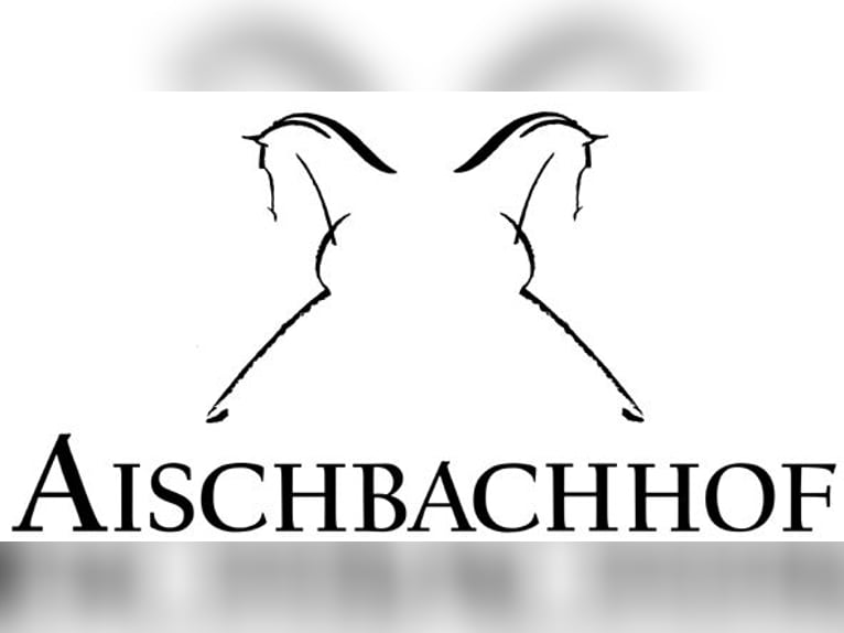 Sportivo Tedesco / Sportivo della Germania Giumenta 9 Anni 169 cm Sauro scuro in Herrenberg