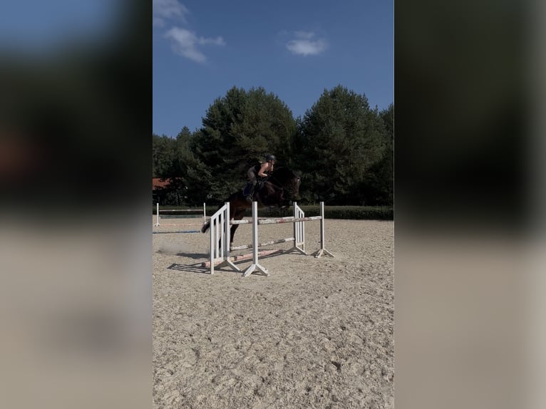 Sportivo Tedesco / Sportivo della Germania Giumenta 9 Anni 170 cm Baio scuro in Wólka